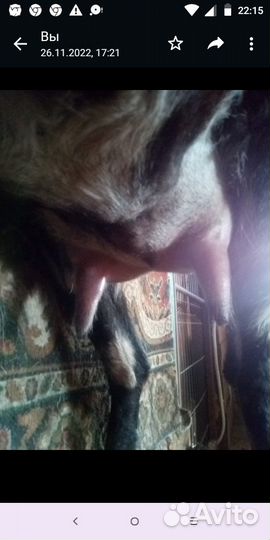 Козы дойные и козлята -нубийские и альпийские