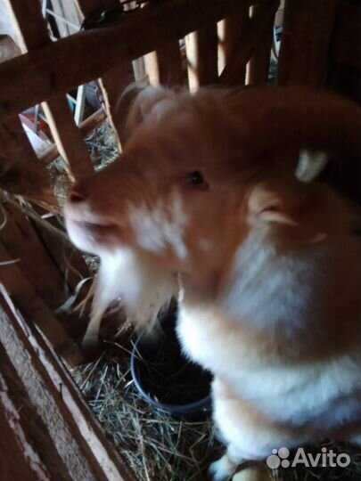 Коза дойная молочная, козёл