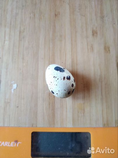 Яйцо перепелиное 20 шт, грибы маринованные