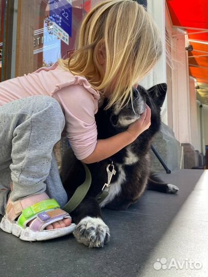 Очаровашка Алиса ищет добрые руки