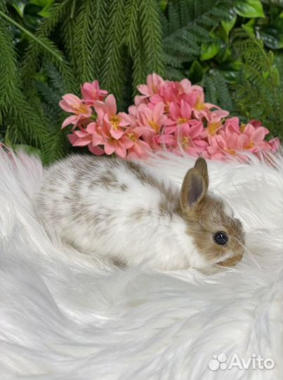 Милый кролик ручной