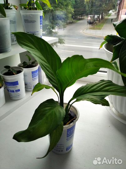 Женское счастье 