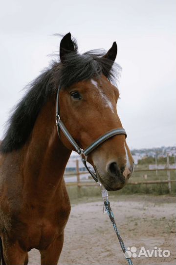 Полутяж жеребец