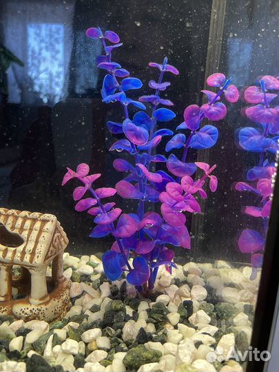 Аквариум на 20 литров