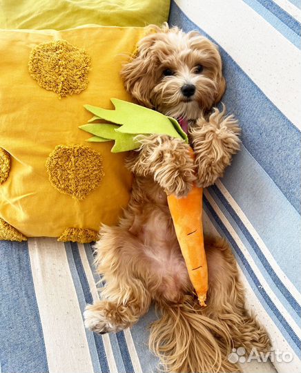 Вязка собак Мальтипу