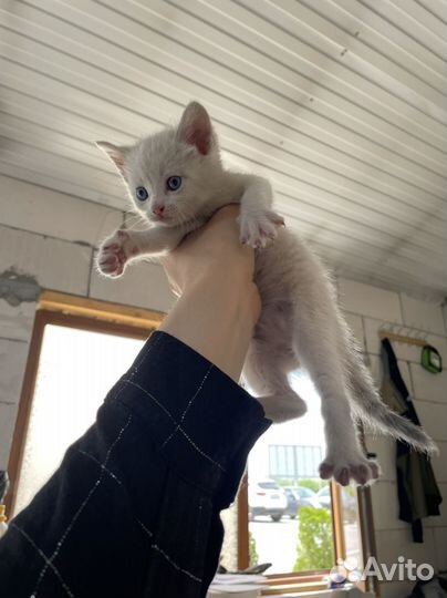 Котята