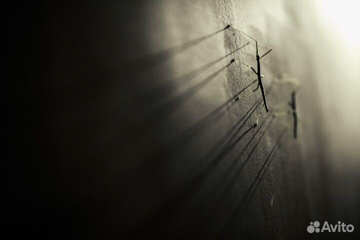 Аннамский палочник (с чувством высокого)