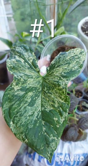 Сингониум моттлед