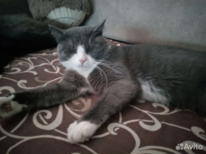 Кот в добрые руки