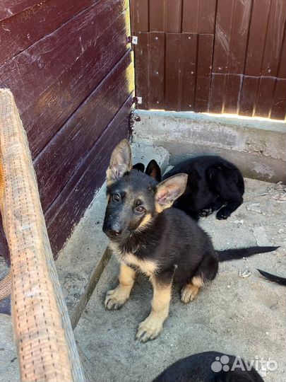 Щенки немецкой овчарки
