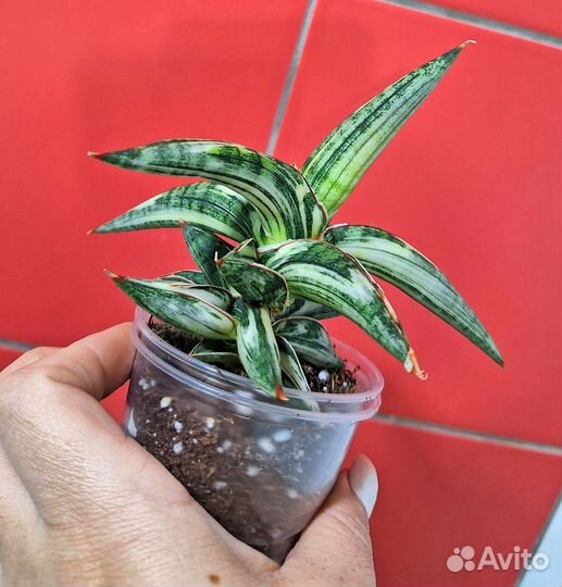 Сансевиерия Blue clone