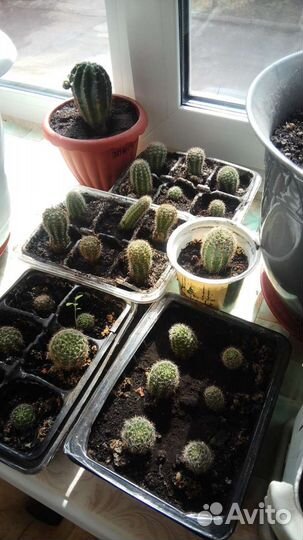 Кактусы и суккуленты