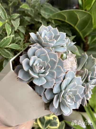 Суккуленты эхеверия