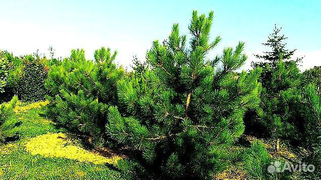 Высокая сосна на участок
