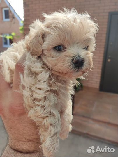 Мальтипу самые модные