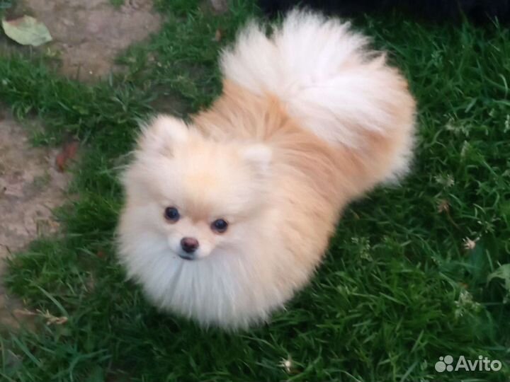 Белый померанский шпиц мальчик