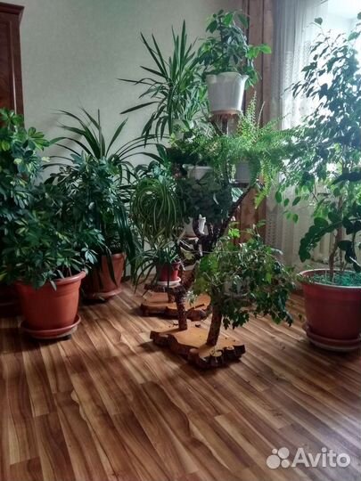 Комнатные цветы юкка