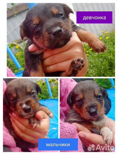 Щенки бесплатно