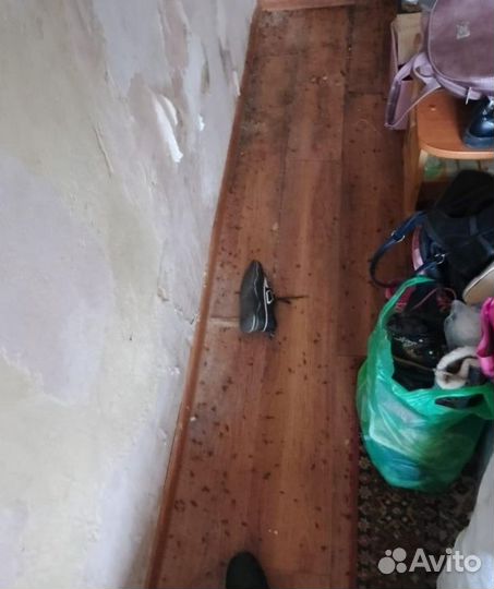 Дезинфекция от клапов/тараканов