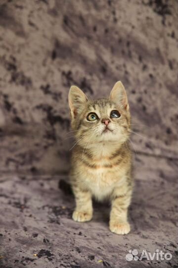 Котёнок 2.5 мес в дар