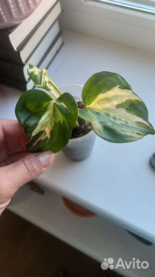 Алоказия Полли, Гибискус пестролистный, Эпипремнум