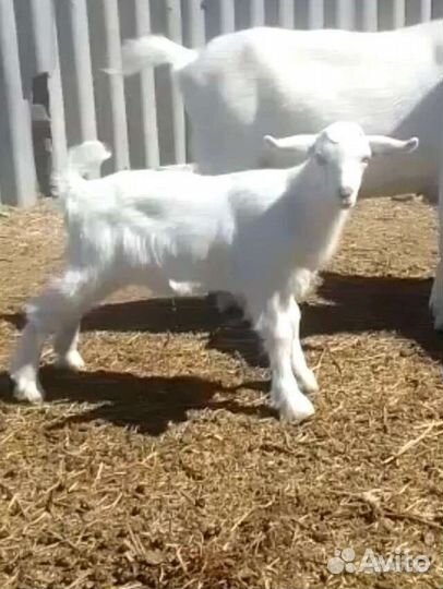 Козье молоко йогурт