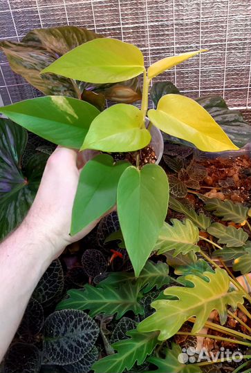 Сциндапсус неон