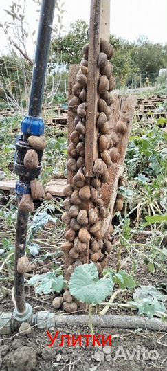 Улитки / малек