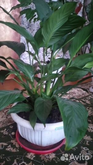 Домашние растения