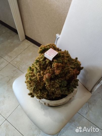 Кактус цереус