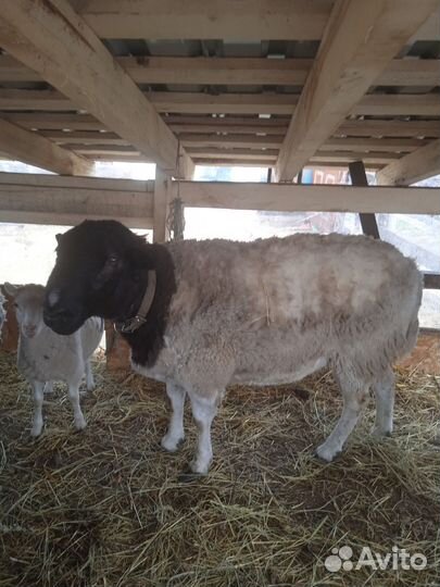 Барашки дорпер кросс