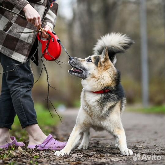 Отдам бывшедомашнюю собаку