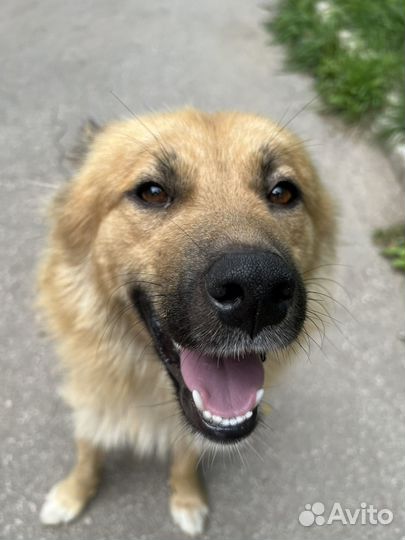 Отдам даром щенка мальчик