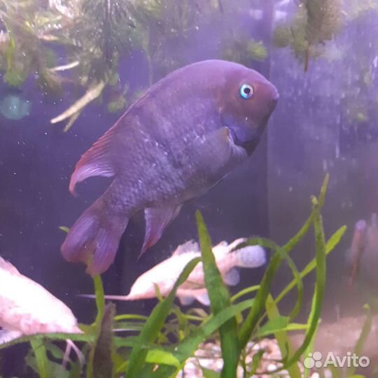 Цихлазома Седжика