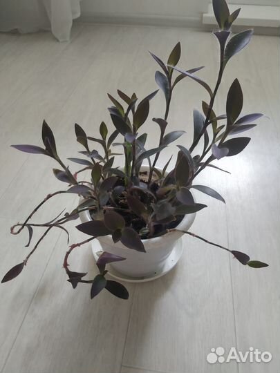 Сеткрезия пурпурная