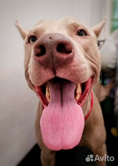 Стрижка собак и кошек, экспресс-линька, тримминг