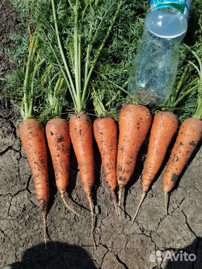 Морковь оптом