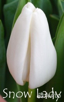 Срезка тюльпанов к 8