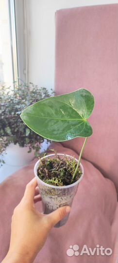 Антуриум розовый