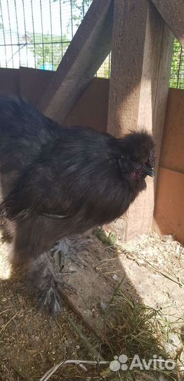 Инкубационное яйцо китайская шелковая курица