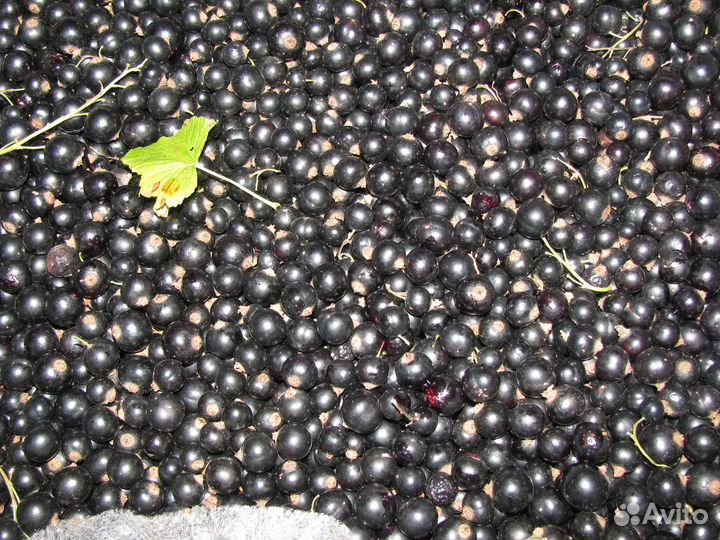Смородина черная, ягода вызревшая, цена за 1 кг
