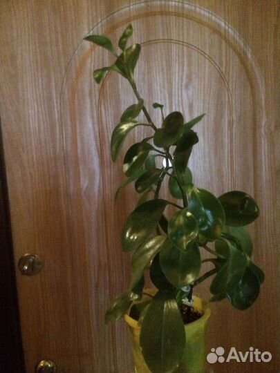 Комнатные цветы, герань, алое и другие