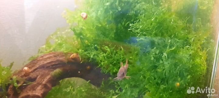 Мох печеночный