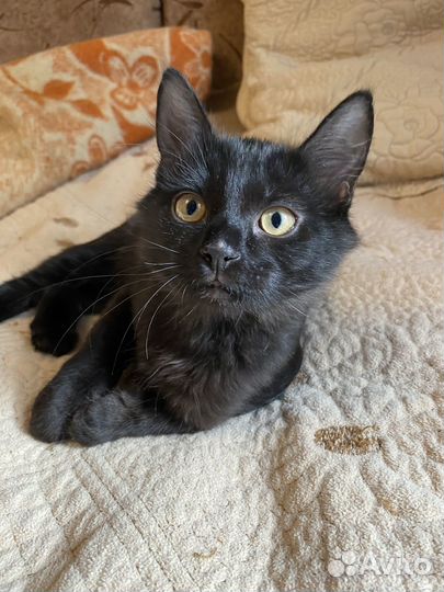 Кошка отдаю котят