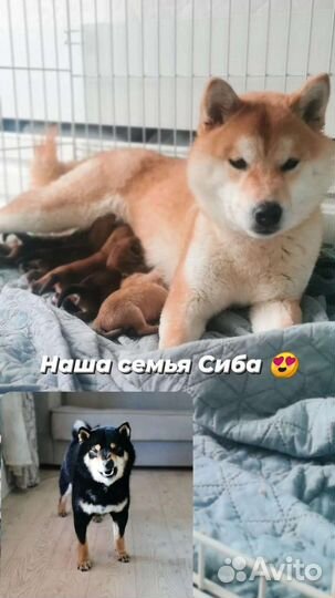 Сиба ину