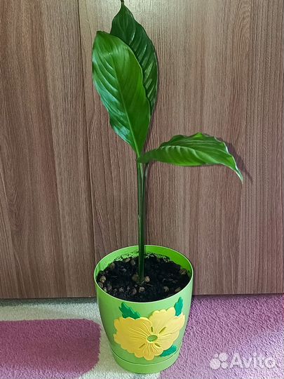 Отводок королевского спатифиллума