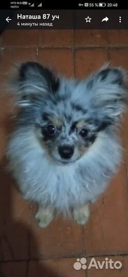 Потеряшка собака