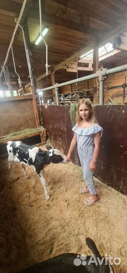 Тёлки. Нетели