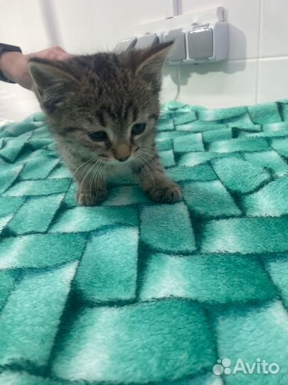 Отдаю бесплатно Котики 4 месяца