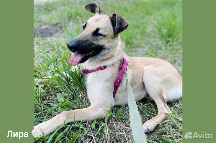 Прекрасная Лира ждет семью в приюте